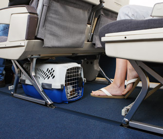 dog in crate under airplane seat istock 8602843 335